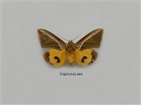 藏品(夜蛾284)的圖片